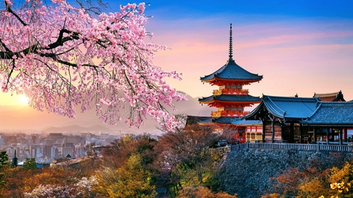 Japan Cherry Blossom Scenic Walk & Cultural Experience – Tokyo (Yokohama), Japan